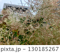 雨に濡れるスモークツリーの花 130185267