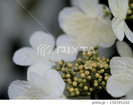 曇天の5月に咲いた白くて可憐なヤブデマリの花 130185282