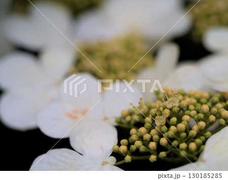 曇天の5月に咲いた白くて可憐なヤブデマリの花 曇天の5月に咲いた白くて可憐なヤブデマリの花 130185285