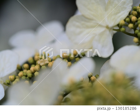 曇天の5月に咲いた白くて可憐なヤブデマリの花 130185286