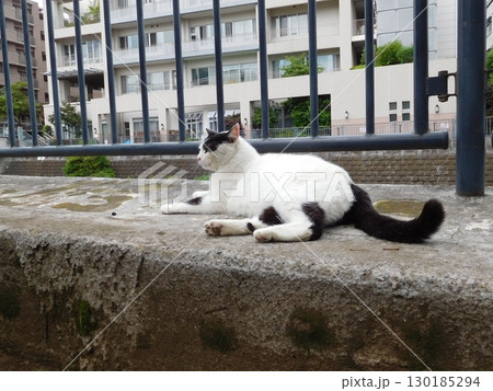 相鉄線星川駅 マチ猫 バンカラー 相鉄線星川駅 マチ猫 バンカラー 130185294