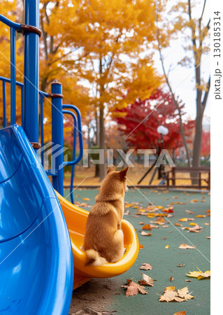 すべり台の上から景色を眺める柴犬の後ろ姿 130185314