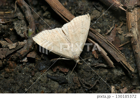 地表の水分を舐めるデルタ翼のキイロアツバ蛾成虫（アウトドアフィールド昆虫マクロ撮影） 130185372