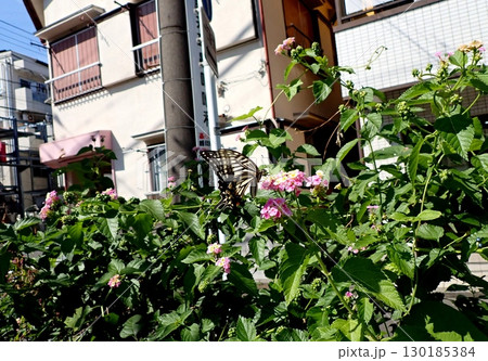 ナミアゲハとランタナ 130185384