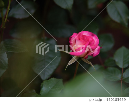 春の5月に咲いた美しいバラの花「ローゼ 21」 春の5月に咲いた美しいバラの花「ローゼ 21」 130185439
