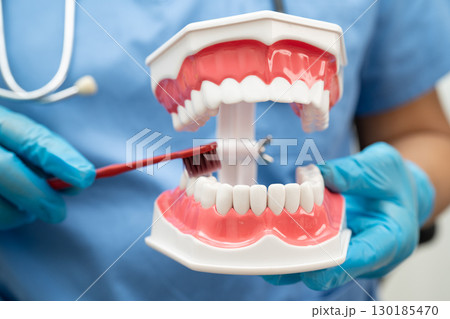Doctor clean teeth denture with toothbrush for teach patient and dentist studying about dentistry. Doctor clean teeth denture with toothbrush for teach patient and dentist studying about dentistry. 130185470