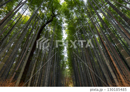In Kyoto Arashiyama Bamboo Forest, green columns stretch skyward as light wind stirs the canopy In Kyoto Arashiyama Bamboo Forest, green columns stretch skyward as light wind stirs the canopy 130185485