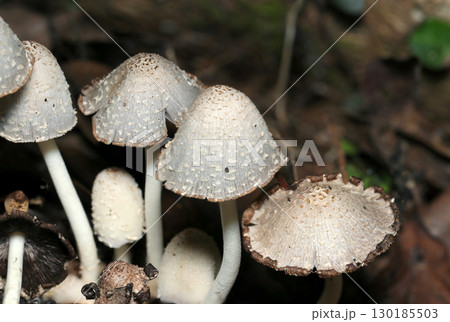 成熟していくヒトヨタケ茸のコロニーアップ(アウトドアフィールド菌&キノコ類マクロ撮影) 成熟していくヒトヨタケ茸のコロニーアップ(アウトドアフィールド菌&キノコ類マクロ撮影) 130185503