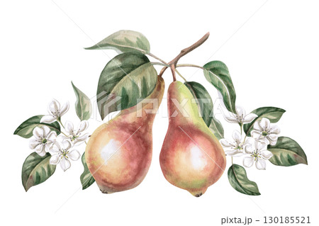 Two ripe pears on a branch with flowers. Isolated watercolor illustration of fruits for product line design, kitchenware design, seasonal menu, postcards, textiles, clothing printing. Two ripe pears on a branch with flowers. Isolated watercolor illustration of fruits for product line design, kitchenware design, seasonal menu, postcards, textiles, clothing printing. 130185521