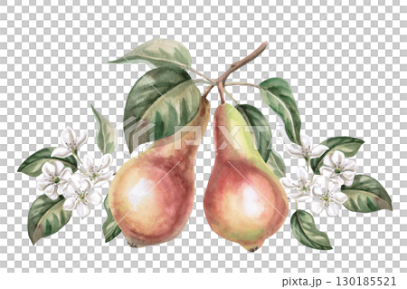 Two ripe pears on a branch with flowers. Isolated watercolor illustration of fruits for product line design, kitchenware design, seasonal menu, postcards, textiles, clothing printing. Two ripe pears on a branch with flowers. Isolated watercolor illustration of fruits for product line design, kitchenware design, seasonal menu, postcards, textiles, clothing printing. 130185521