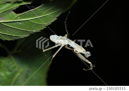 暗い林内、木々の間に宙づりのカマキリの脱皮（抜け殻・アウトドアフィールド昆虫マクロ撮影） 130185531