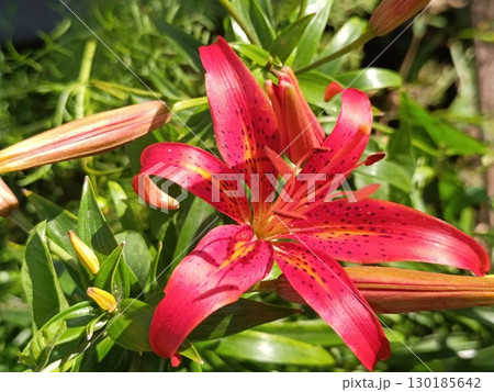 Lily flowers have blossomed in the garden Lily flowers have blossomed in the garden 130185642