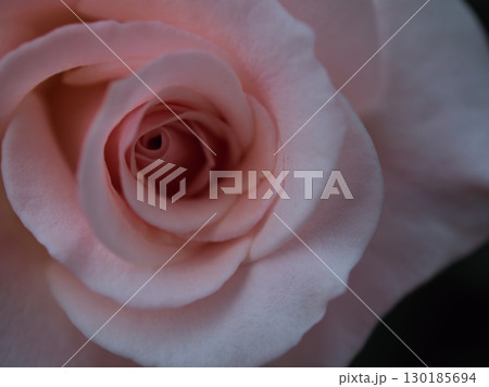 5月に美しく咲いた白色のバラ「フレンチ･レース」 130185694