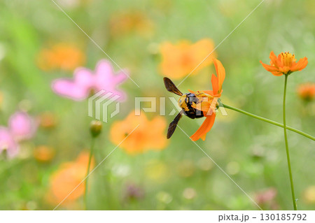 花園で花の蜜を吸うクマバチ 花園で花の蜜を吸うクマバチ 130185792