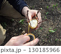 hands wrapping yellow sticky tape around a thin cut of a garden tree trunk, attaching four branches with swollen buds, grafting trees in the spring season in the garden 130185966