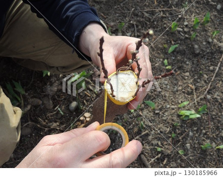 hands wrapping yellow sticky tape around a thin cut of a garden tree trunk, attaching four branches with swollen buds, grafting trees in the spring season in the garden 130185966