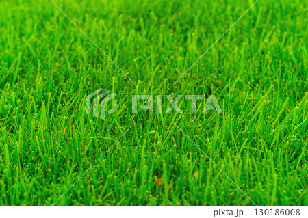The surface of the lawn with mowed green natural lawn grass close-up. Artwork Background Blank, Screensaver, Computer Desktop Display Wallpaper 130186008