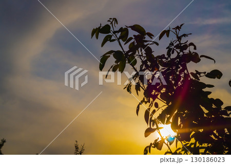 A natural background with sunset multi-colored sun rays, rose shining through the bushes in the foreground. In the background is a partially yellow cloudy blue sky. Natural environment A natural background with sunset multi-colored sun rays, rose shining through the bushes in the foreground. In the background is a partially yellow cloudy blue sky. Natural environment 130186023
