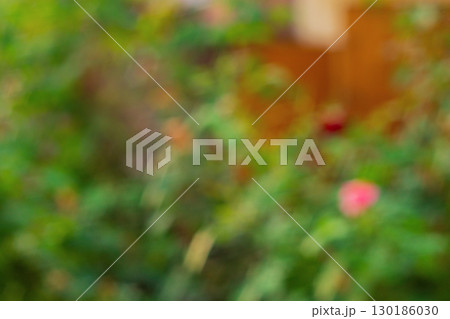 Blurred background with rose plant shrubs in the garden with green leaves, space is flooded with yellow sunlight during summer sunset. Backdrop blank with no focus, natural surroundings, blur, light 130186030
