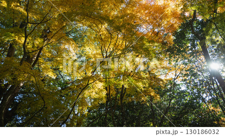 紅葉と木漏れ日が織りなす秋の風景 紅葉と木漏れ日が織りなす秋の風景 130186032