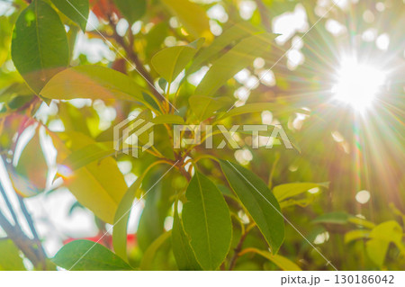 The blurred green background of the foliage of the trees, between which the sunlight passes and the rays with a warm yellow tint, create an atmosphere of summer mood. Abstract, natural environment 130186042