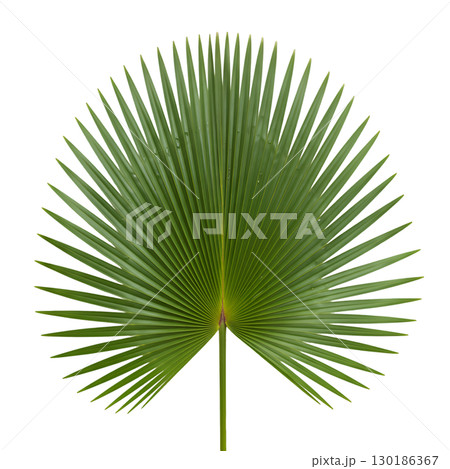 Isolated green palm leaf on light background. Ideal for summer design, tropical projects and website design. 130186367