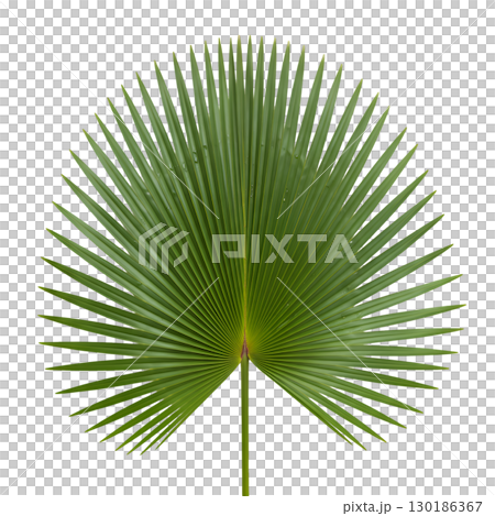 Isolated green palm leaf on light background. Ideal for summer design, tropical projects and website design. 130186367