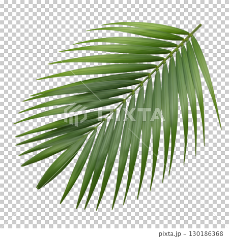 Isolated green palm leaf on light background. Ideal for summer design, tropical projects and website design. Isolated green palm leaf on light background. Ideal for summer design, tropical projects and website design. 130186368