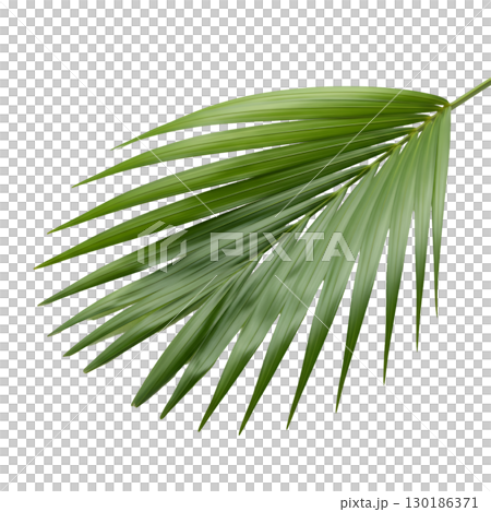 Isolated green palm leaf on light background. Ideal for summer design, tropical projects and website design. Isolated green palm leaf on light background. Ideal for summer design, tropical projects and website design. 130186371