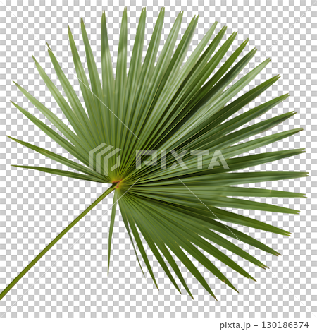 Isolated green palm leaf on light background. Ideal for summer design, tropical projects and website design. 130186374