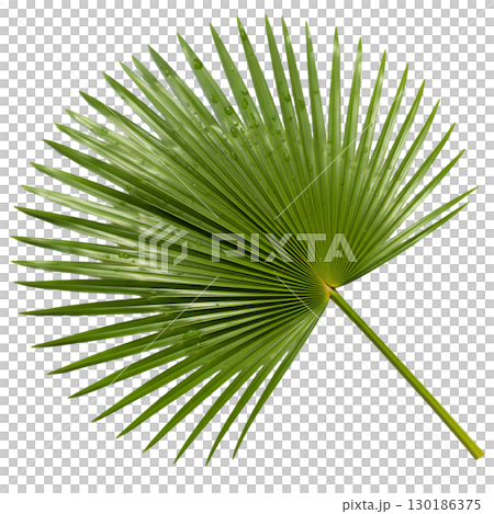 Isolated green palm leaf on light background. Ideal for summer design, tropical projects and website design. 130186375