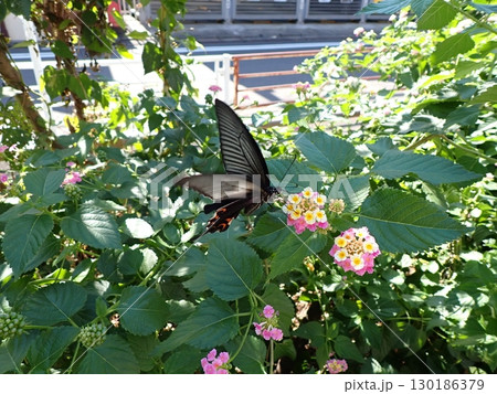 クロアゲハとランタナ 130186379