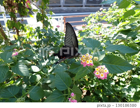 クロアゲハとランタナ 130186380