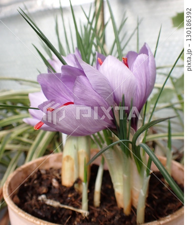 サフランの花 サフランの花 130186392