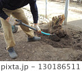 gardener digs up roots of cut old diseased tree with shovel to dig up and replant stump against background of garden or yard and metal garden wheelbarrow 130186511
