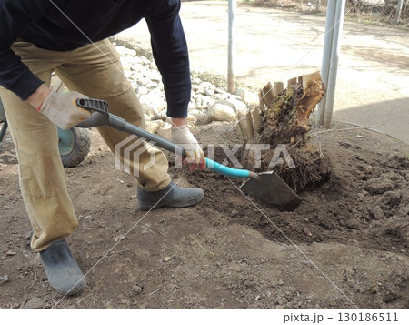 gardener digs up roots of cut old diseased tree with shovel to dig up and replant stump against background of garden or yard and metal garden wheelbarrow gardener digs up roots of cut old diseased tree with shovel to dig up and replant stump against background of garden or yard and metal garden wheelbarrow 130186511
