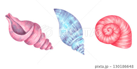 Clip art of different types of seashells. Watercolor illustrations of underwater animals. Hand drawn isolated art. Tropical ocean atmosphere for marine theme, summer decor and design projects. Clip art of different types of seashells. Watercolor illustrations of underwater animals. Hand drawn isolated art. Tropical ocean atmosphere for marine theme, summer decor and design projects. 130186648