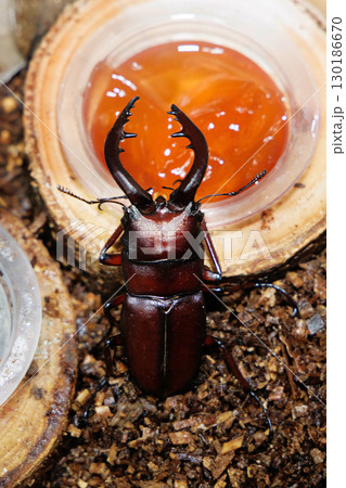 ノコギリクワガタ 130186670