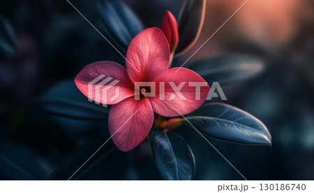 Daphne beauty flower vibrant blossom petal nature plant blurred dark background 130186740