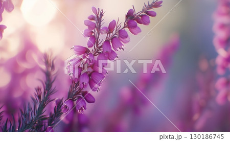 Lavender beauty flower vibrant blossom petal nature plant blurred dark background 130186745