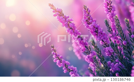 Lavender beauty flower vibrant blossom petal nature plant blurred dark background 130186746
