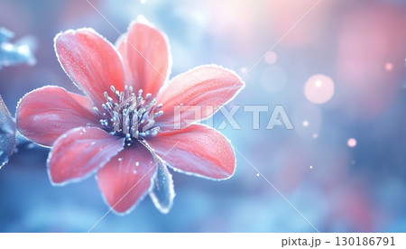 Snowdflake flower vibrant blossom petal nature plant blurred dark background 130186791
