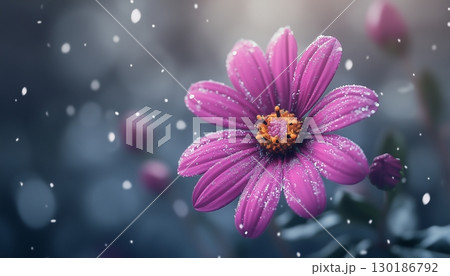 Snowdflake flower vibrant blossom petal nature plant blurred dark background 130186792