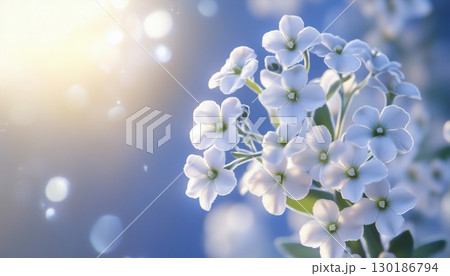 Vibrant sweet alyssum flower vibrant blossom petal nature plant blurred dark background 130186794