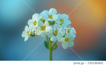 Vibrant sweet alyssum flower vibrant blossom petal nature plant blurred dark background 130186802