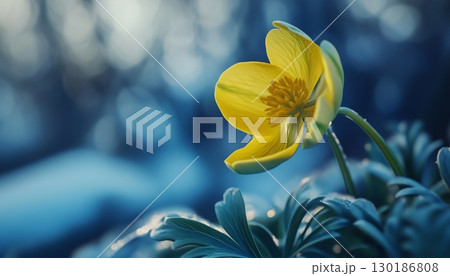 Vibrant winter aconite flower vibrant blossom petal nature plant blurred dark background 130186808