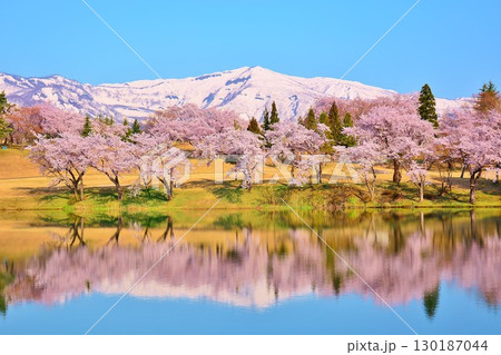 早春に咲く新潟県上越市妙高高原松ヶ峯池の桜 早春に咲く新潟県上越市妙高高原松ヶ峯池の桜 130187044