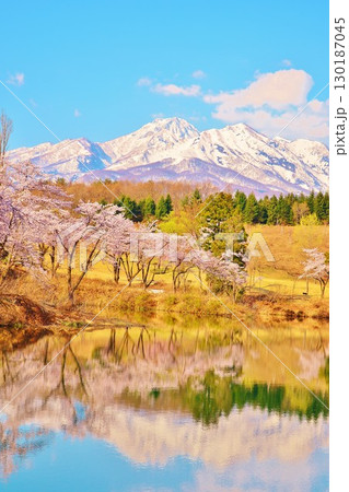 早春に咲く新潟県上越市妙高高原松ヶ峯池の桜 早春に咲く新潟県上越市妙高高原松ヶ峯池の桜 130187045