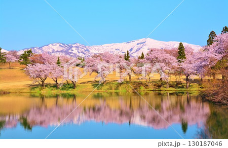 早春に咲く新潟県上越市妙高高原松ヶ峯池の桜 130187046