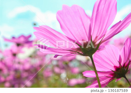 青空に映えるコスモス 青空に映えるコスモス 130187589
